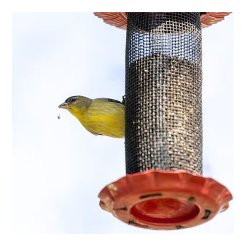 Birdcare