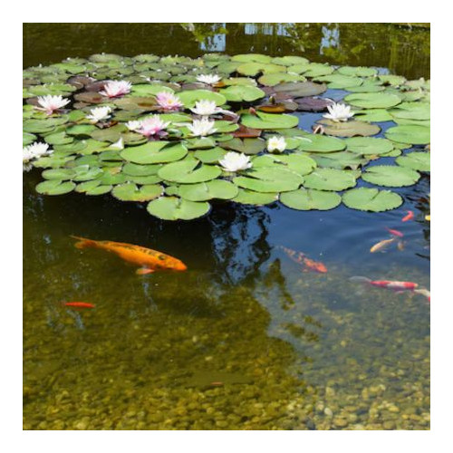 Garden Covers & Netting