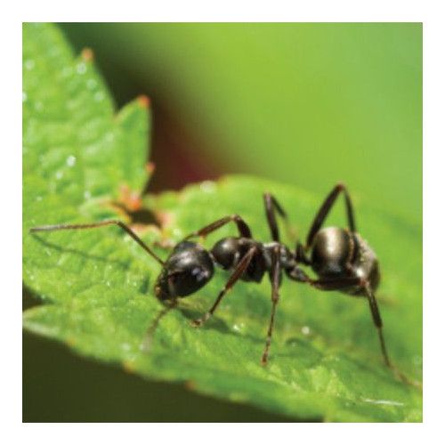 Insect Control