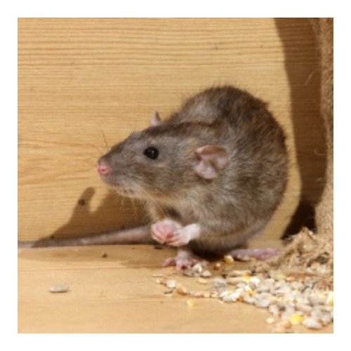 Rodent Control