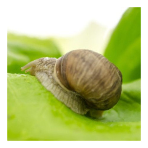Slug and Snail Repellent