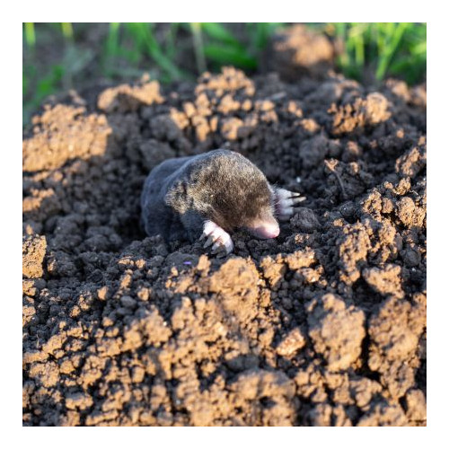 Mole Traps